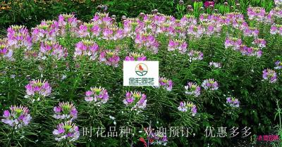 醉蝶花