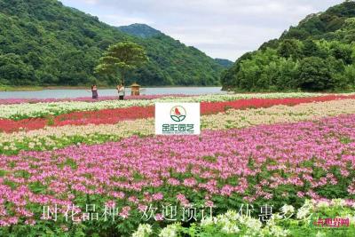 醉蝶花