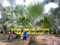 霸王棕