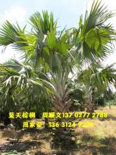 霸王棕
