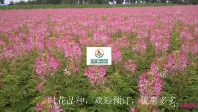 醉蝶花