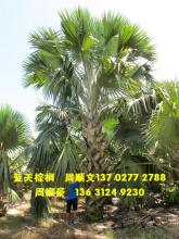 霸王棕