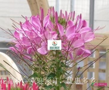 醉蝶花